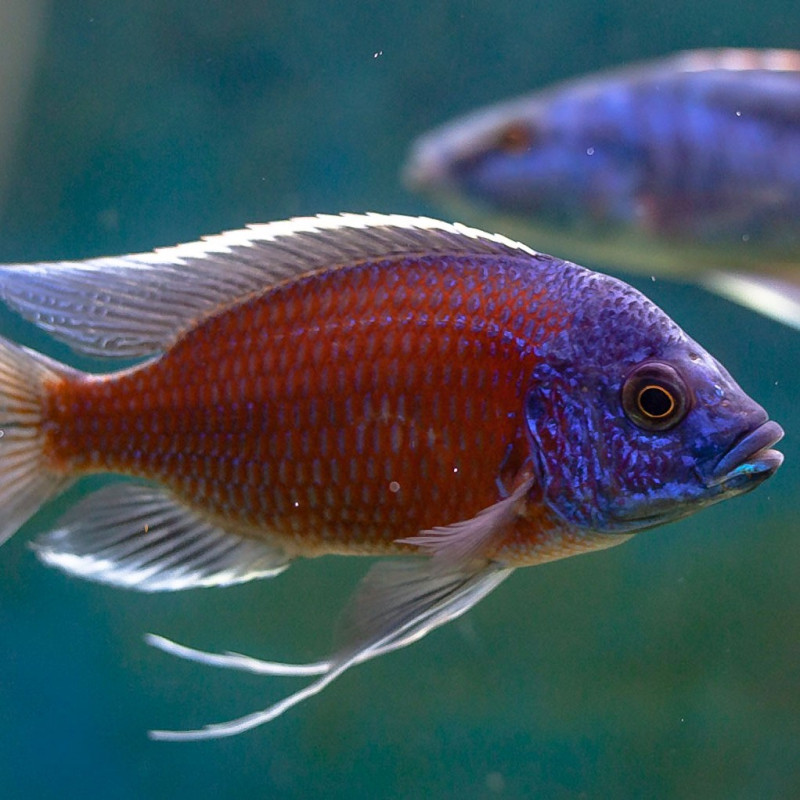 Copadichromis borleyi Kadango