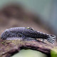 Gastromyzon punctulatus / ctenocephalus