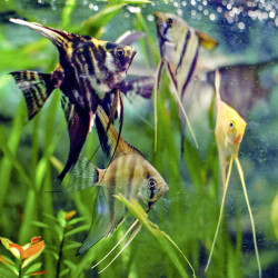 Escalar Sortido 3-4 cm - Pterophyllum scalare Escalar Sortido 3-4 cm - Pterophyllum scalare