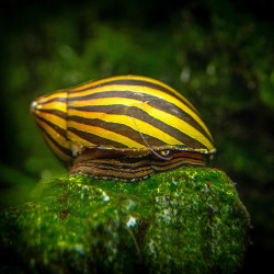 Neritina Zebra - Neritina turrita Neritina Zebra - Neritina turrita