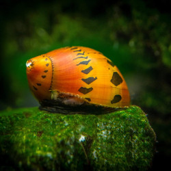 Neritina manchado - Neritina sp. Neritina manchado - Neritina sp.