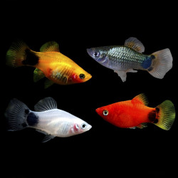 Platy Sortido - Xiphophorus maculatus Platy Sortido - Xiphophorus maculatus