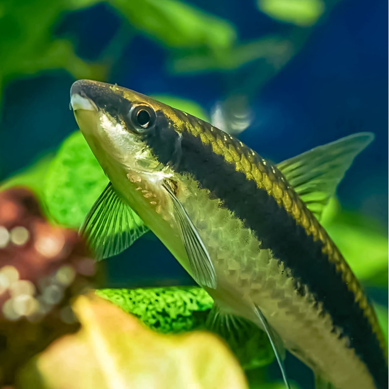 Comedor de algas siamés - Crossocheilus siamensis S