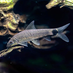 Comedor Algas Reticualtus - Crossocheilus reticulatus S Comedor Algas Reticualtus - Crossocheilus reticulatus S