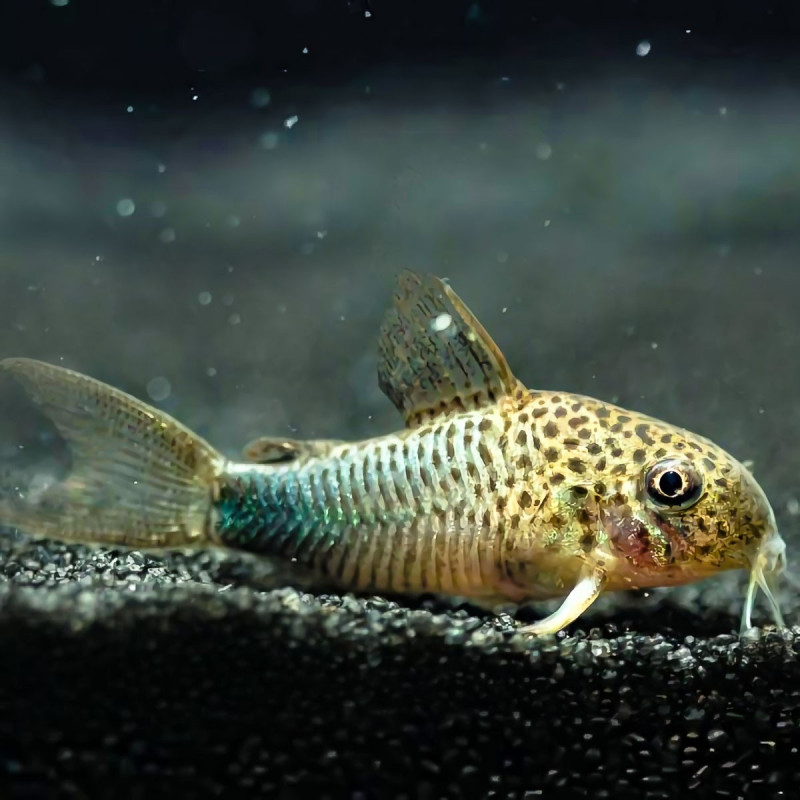 Corydoras similis