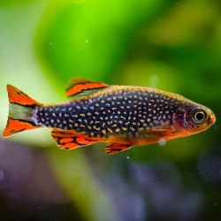 Microrasbora Galaxy - Celestichthys margaritatus Microrasbora Galaxy - Celestichthys margaritatus
