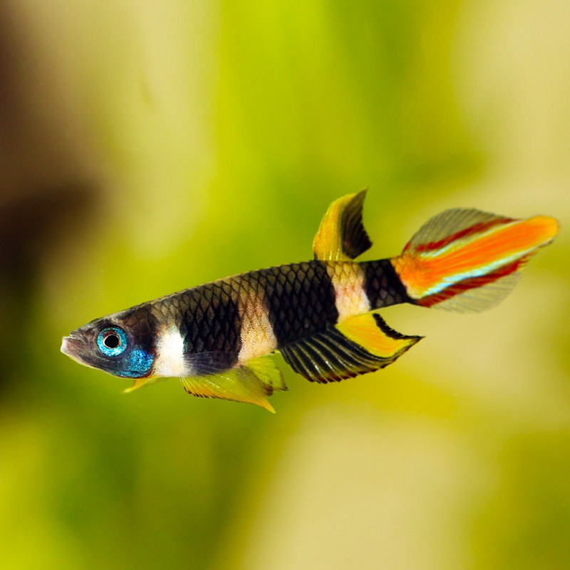 Clown Killifish - Epiplatys annulatus