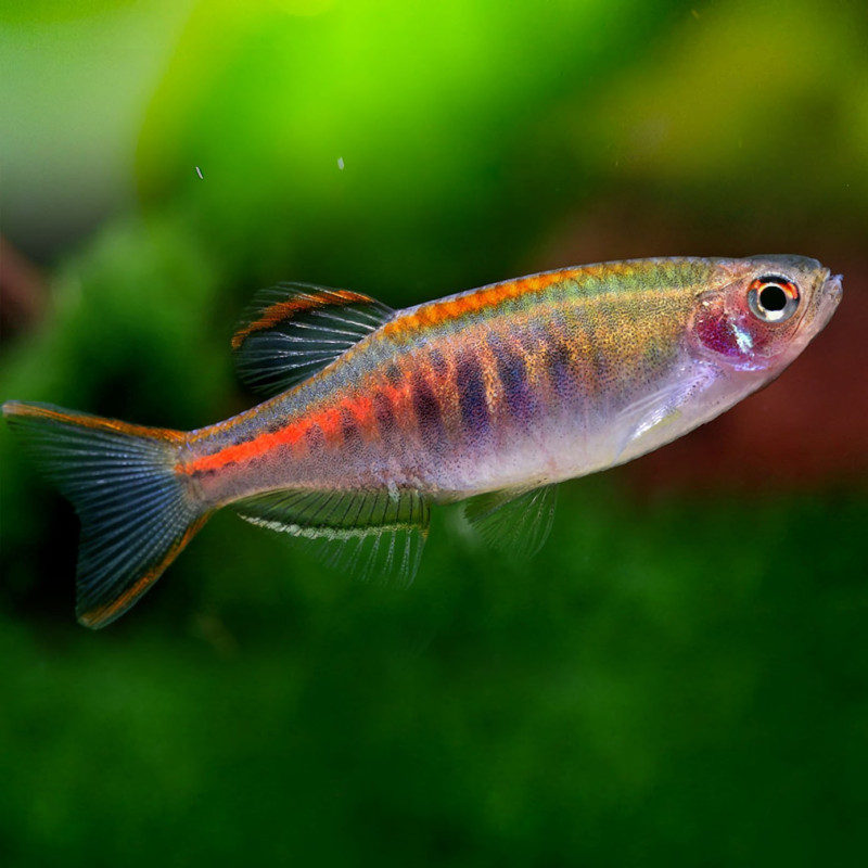 Danio Choprae 2.5-3 - Celestichthys choprae
