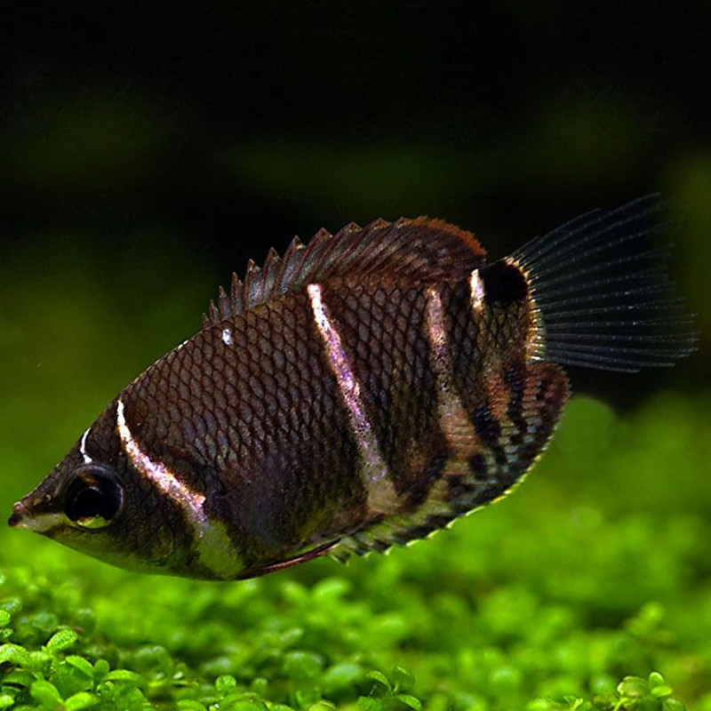 Chocolate Gourami - Sphaerichthys osphromenoides