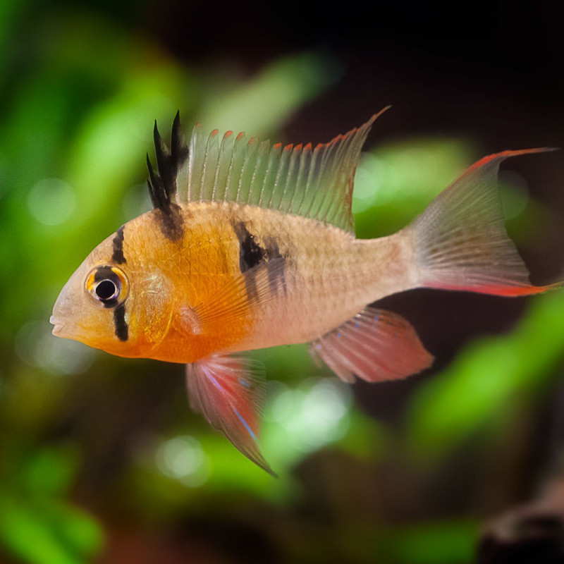 Mikrogeophagus altispinosus - Ramirezi Boliviano