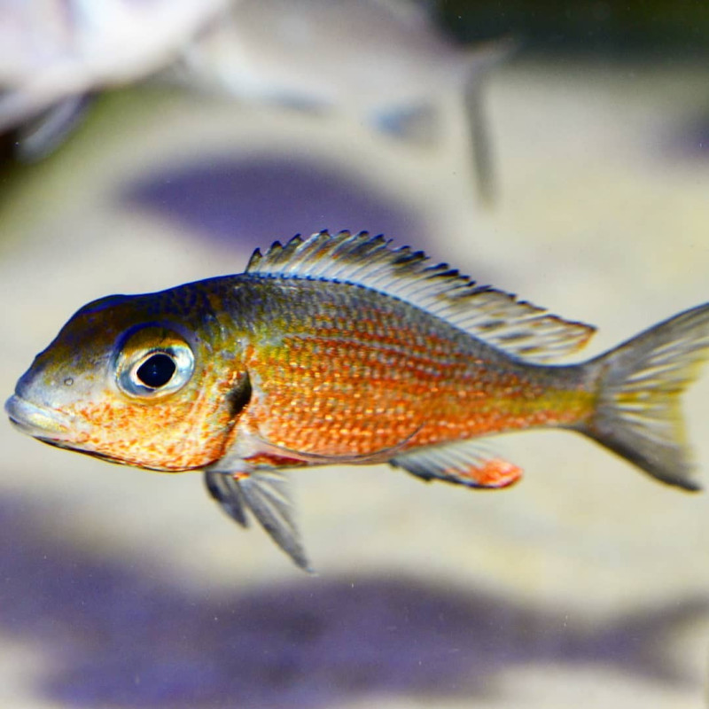 Callochromis macrops