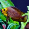Altolamprologus compressiceps Goldhead