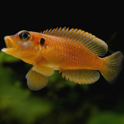 Lamprologus ocellatus Lamprologus ocellatus