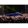 Blue Tiger Orange Eye Shrimp - Caridina cf. cantonensis (low grade)