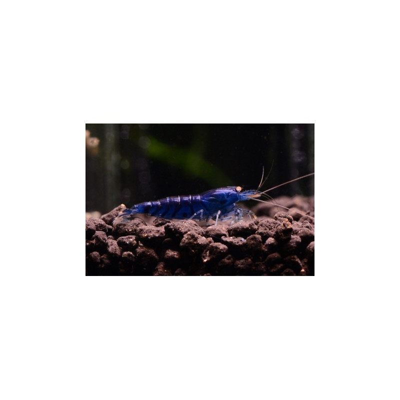 Blue Tiger Orange Eye Shrimp - Caridina cf. cantonensis (low grade)