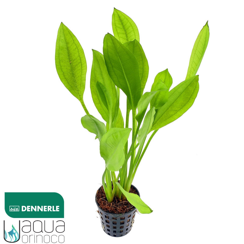 Echinodorus grisebachii 'Bleherae'