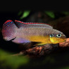Pelvicachromis taeniatus Lobe