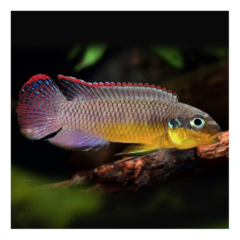 Pelvicachromis taeniatus Lobe