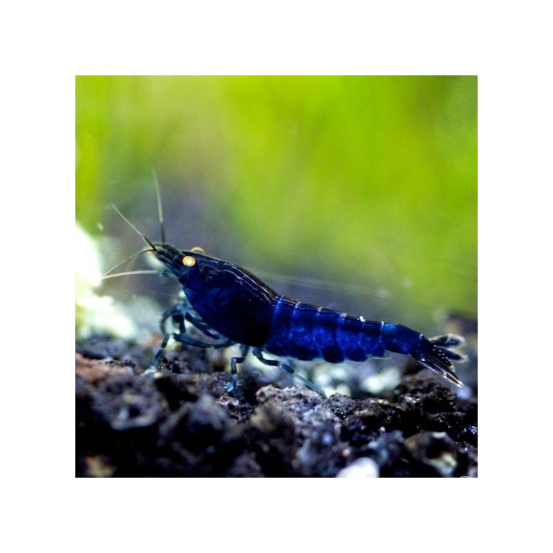 Blue Tiger Orange Eye Shrimp - Caridina cf. cantonensis 