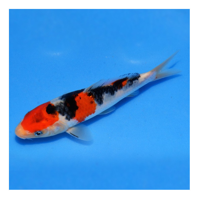 Cypri. carpius, Carpa Koi Grade A 12-14cm