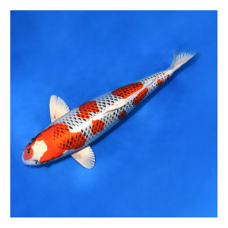 Cypri. carpius, Carpa Koi Grade A 12-14cm