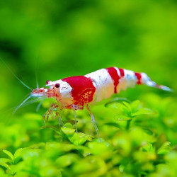 Gamba Crystal Red (Caridina cf. cantonensis) Gamba Crystal Red (Caridina cf. cantonensis)