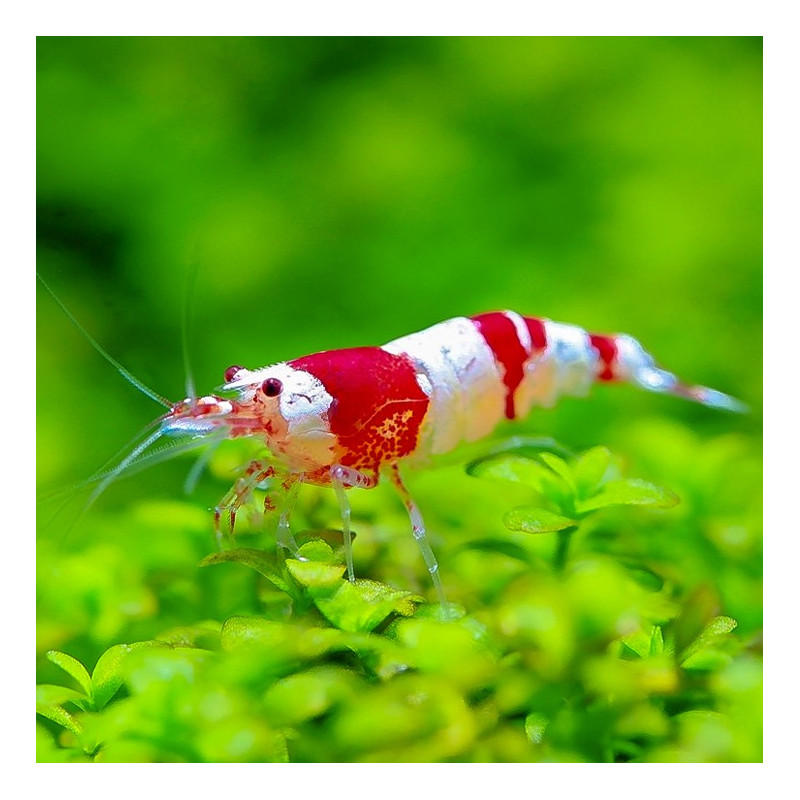 Crystal Red shrimp (Caridina cf. cantonensis)