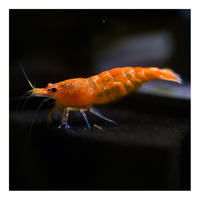 Orange Shrimp - Neocaridina davidi var. Orange