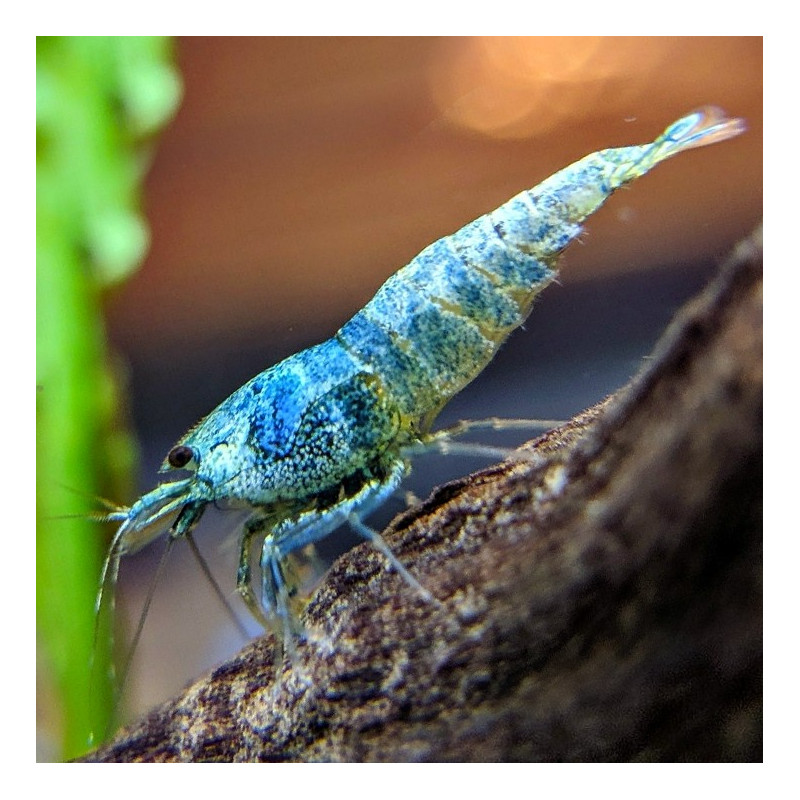 Caridina logemanni var. Blue Bolt