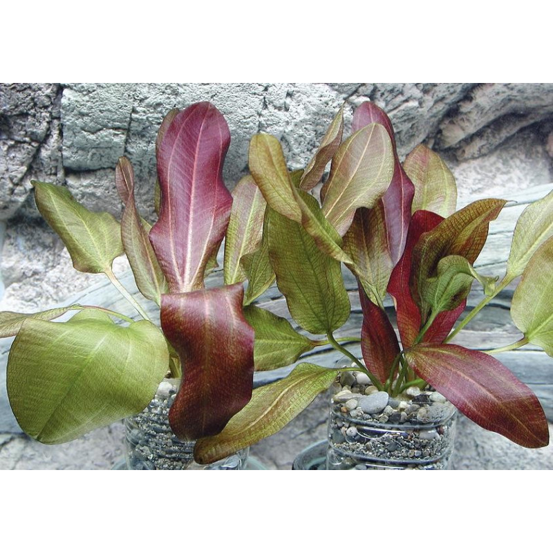 Echinodorus dschungelstar N0. 2 Dennerle 'osito pequeño'