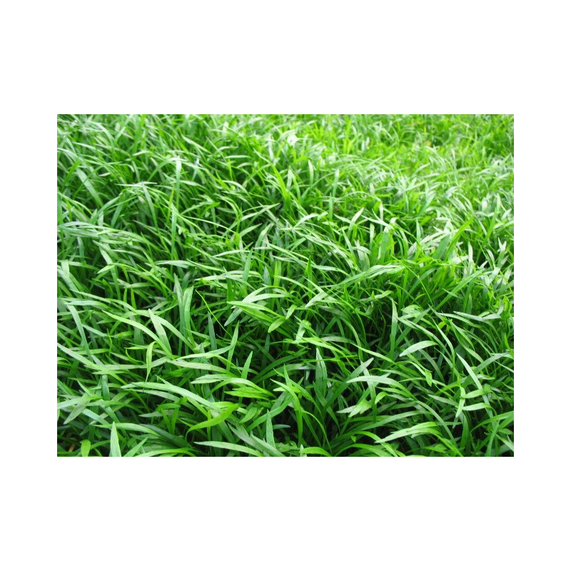 Lilaeopsis Novae-Zealandiae