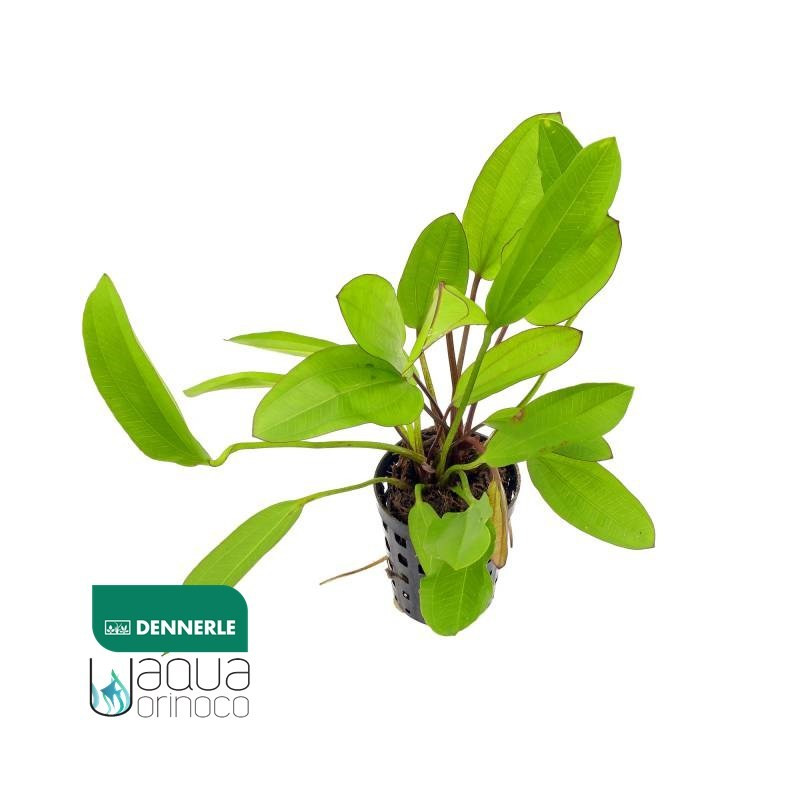 Echinodorus Green Chameleon Dennerle