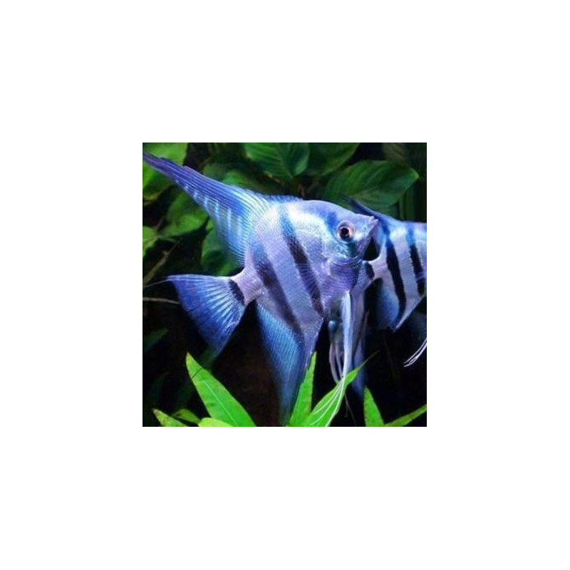 Escalar Common Blue 2.5-3 - Pterophyllum scalare