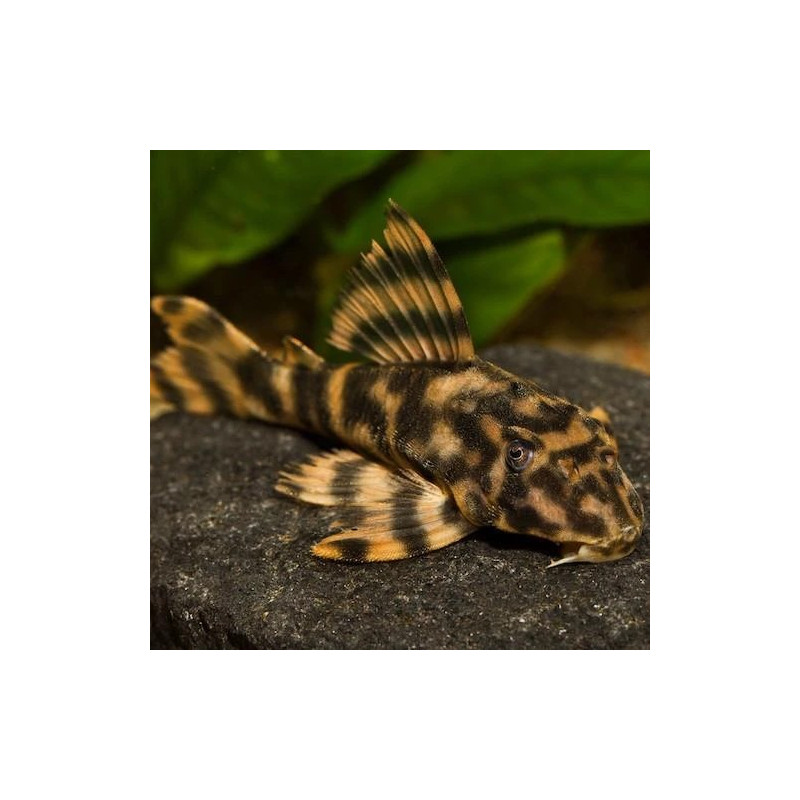 Peckoltia vittata, L015, Candy Striped Pleco