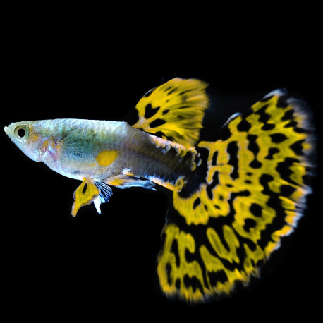 Guppy Sortido M/F - Poecilia reticulata