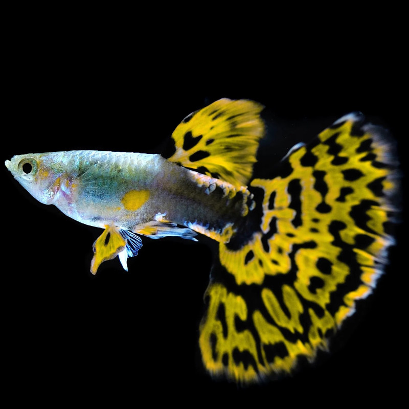 Guppy Sortido M/F - Poecilia reticulata