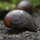 Military Helmet Snail - Neritina pulligera