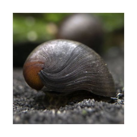 Military Helmet Snail - Neritina pulligera