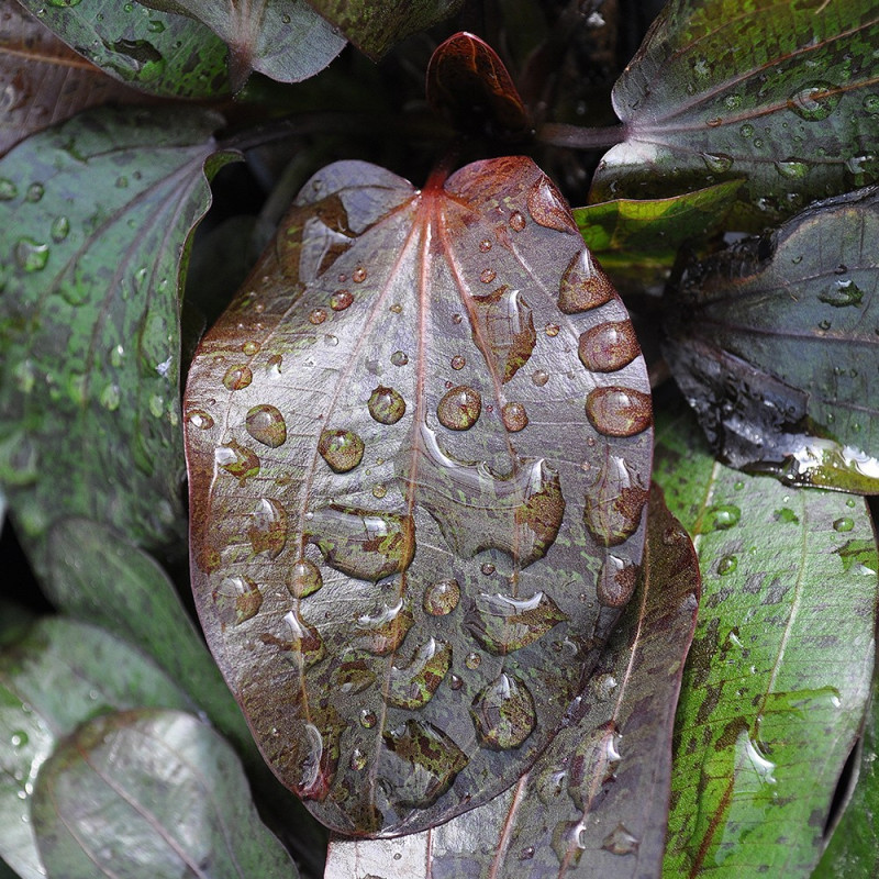 Echinodorus Ozelot Dennerle