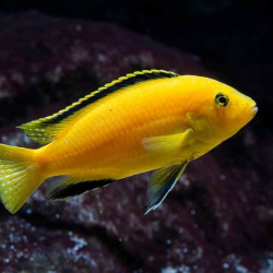 Labidochromis caeruleus 5-6cm - Ciclídeo Limão Labidochromis caeruleus 5-6cm - Ciclídeo Limão