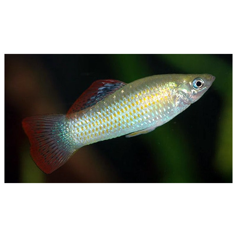 Poecilia salvatoris - Liberty Molly