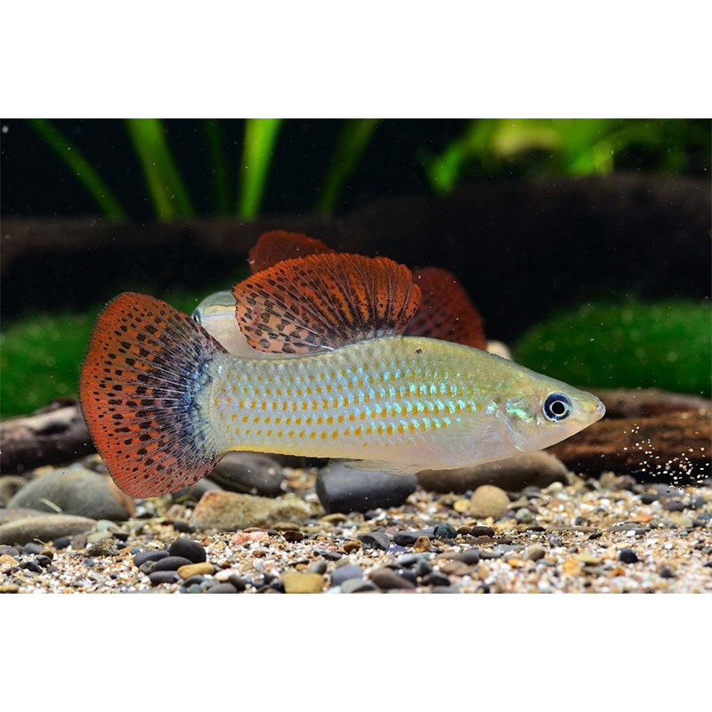 Liberty Molly fish in planted tank