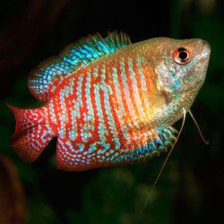 Colisa Lalia Macho - Trichogaster lalius Colisa Lalia Macho - Trichogaster lalius