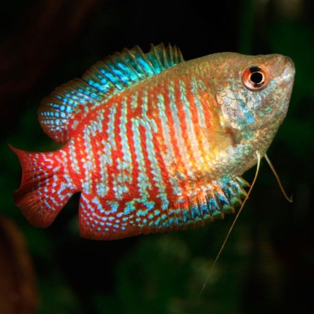Colisa Lalia - Trichogaster lalius