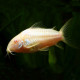 Corydoras aeneus Albina M