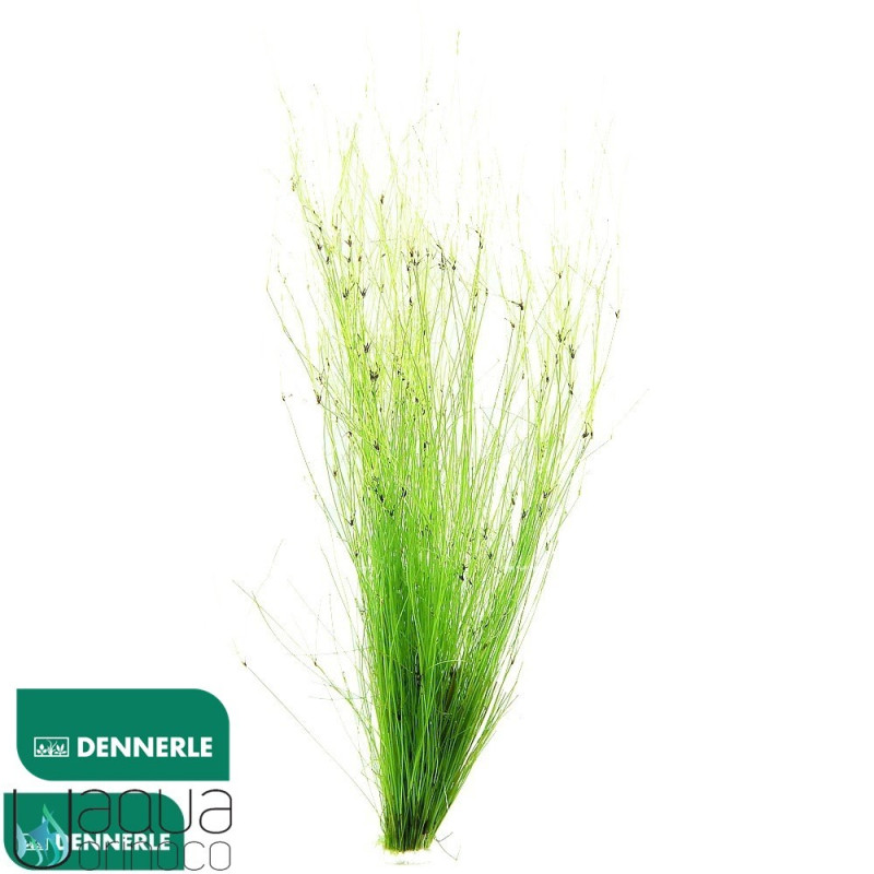 Eleocharis vivipara Dennerle