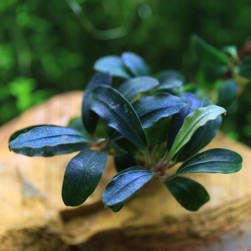 Bucephalandra 'Deep Purple'