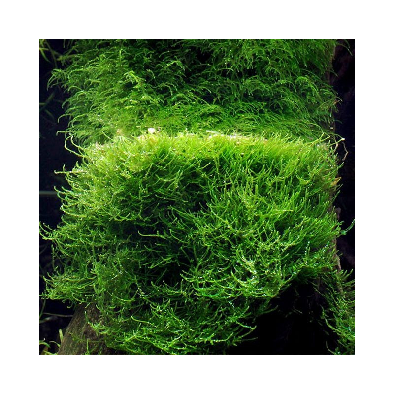 Taxiphyllum barbieri - Java Moss