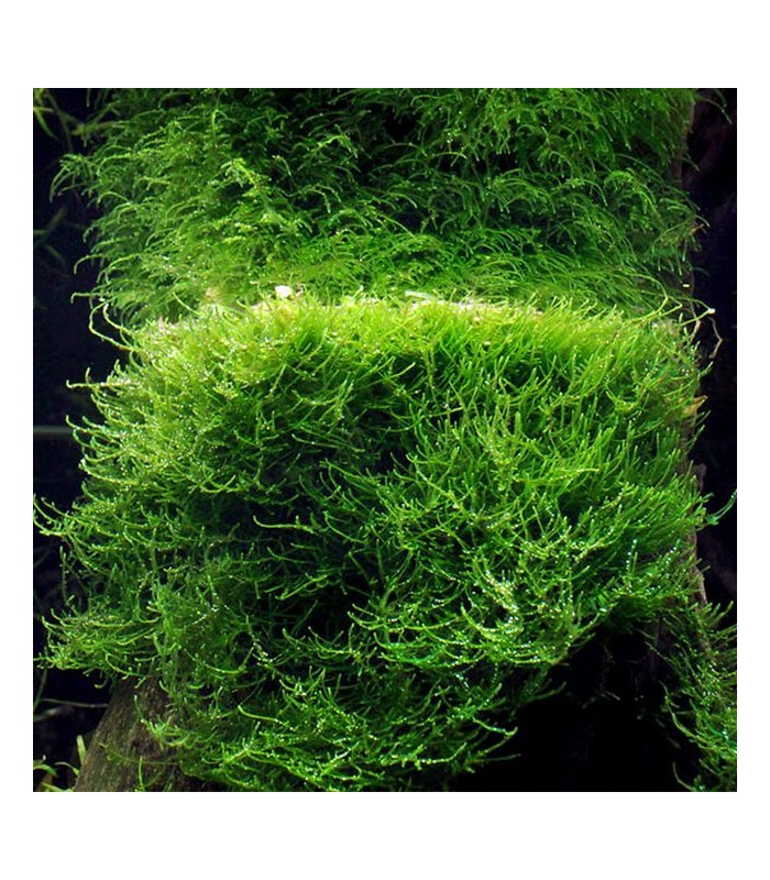 Taxiphyllum barbieri - Java Moss