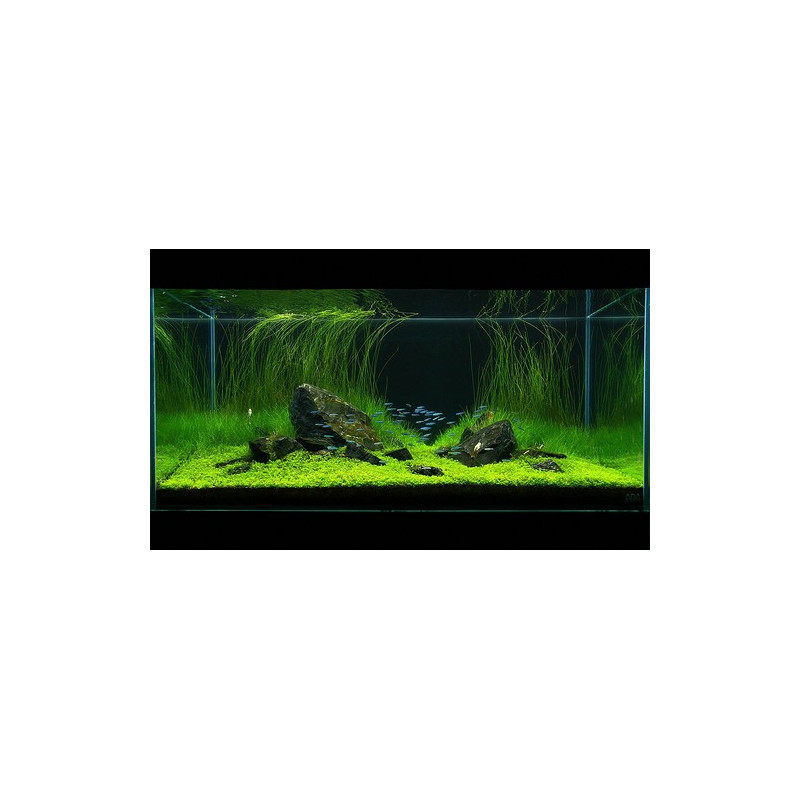 Eleocharis vivipara Dennerle